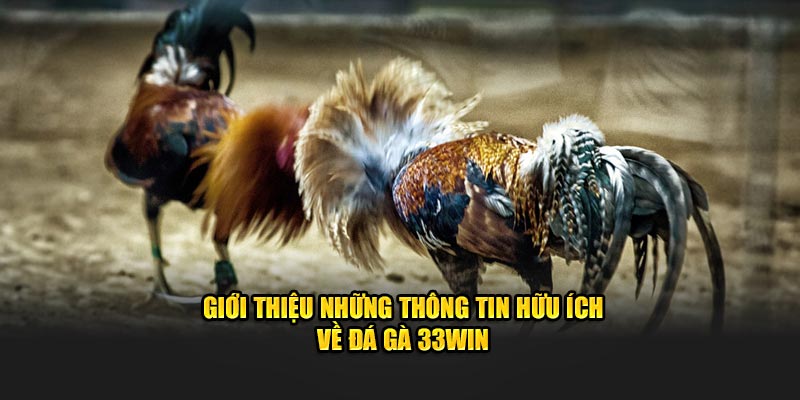 Giới thiệu những thông tin hữu ích về đá gà 33WIN